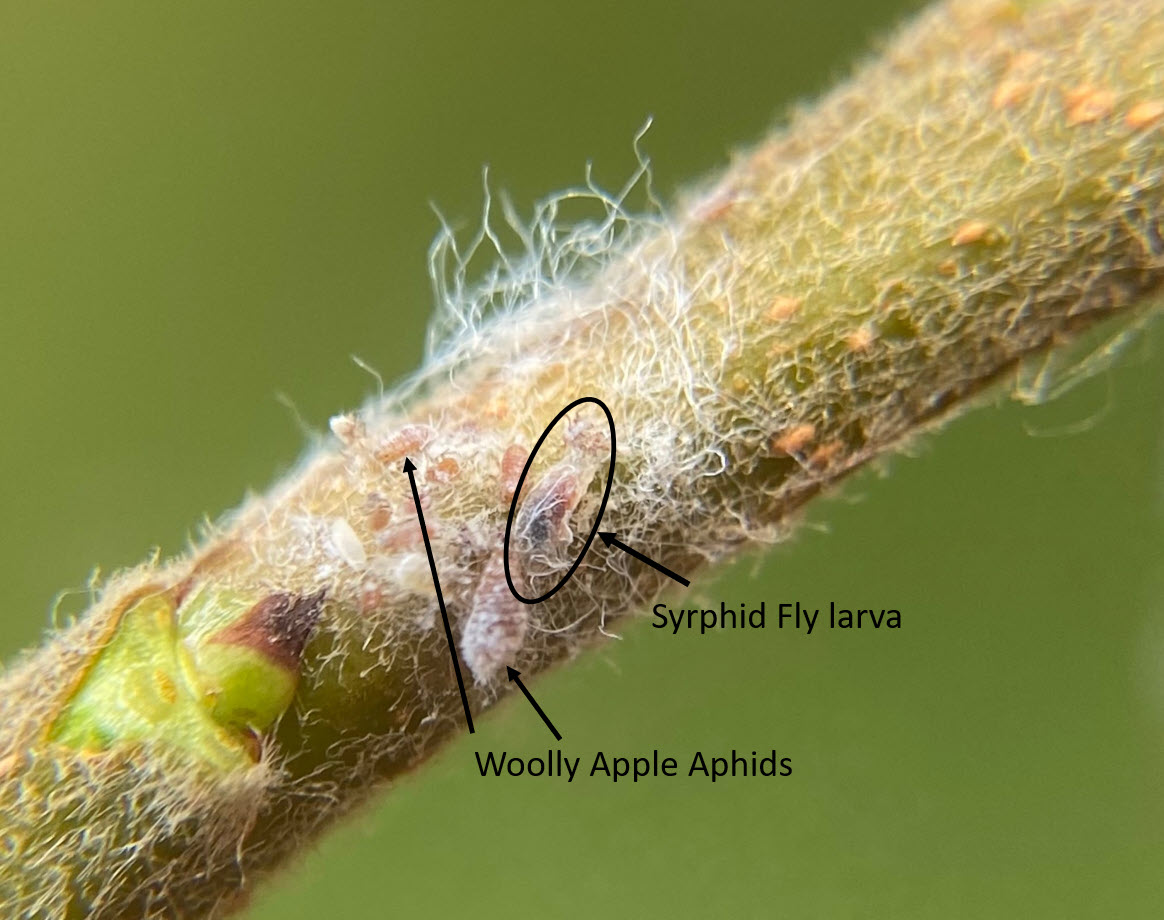 Woolly apple aphid and syrphid fly larva